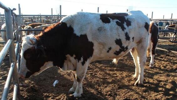 什么是生态养殖杏彩体育平台模式农村生态养殖用地政策有哪些(图3)