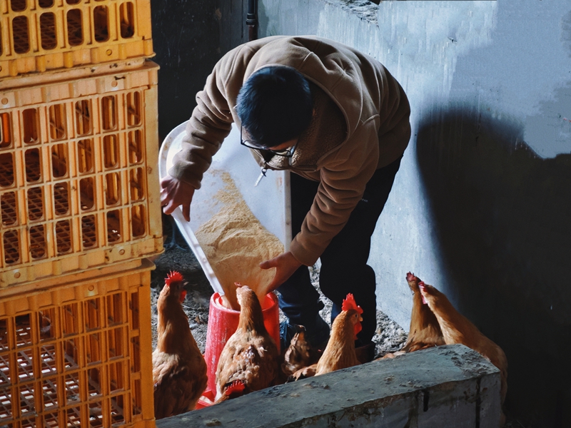 贵州桐梓:实施“1511”工程家庭农场“生金吐银”(图2)