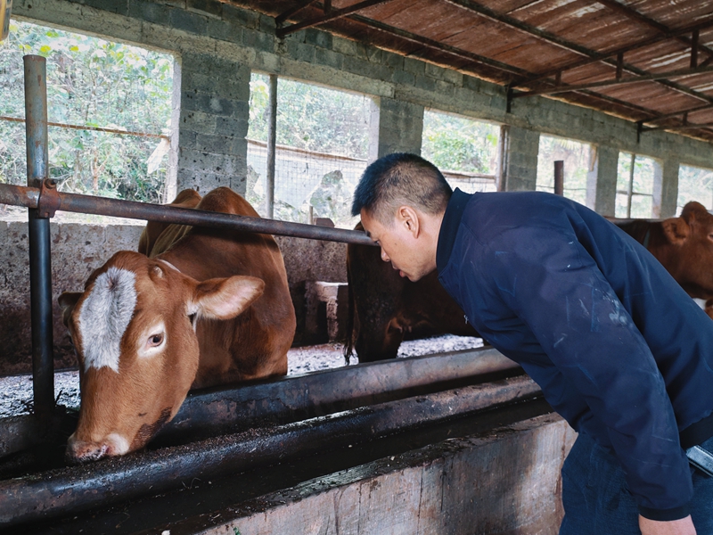 贵州桐梓:实施“1511”工程家庭农场“生金吐银”(图1)