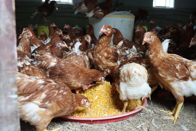 贵州桐梓:实施“1511”工程家庭农场“生金吐银”(图3)