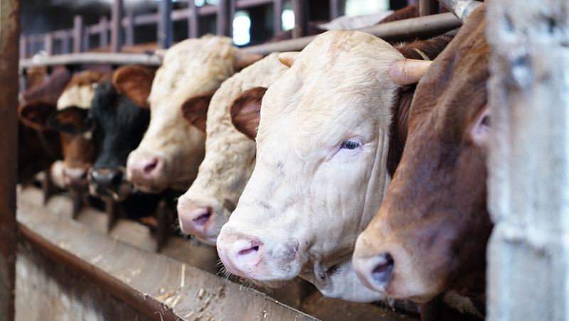 贵州桐梓:实施“1511”工程家庭农场“生金吐银”(图4)