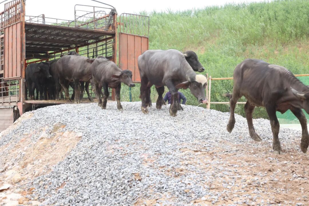 广西水牛研究所上思县国际合作水牛繁育研究基地再进新牛(图1)
