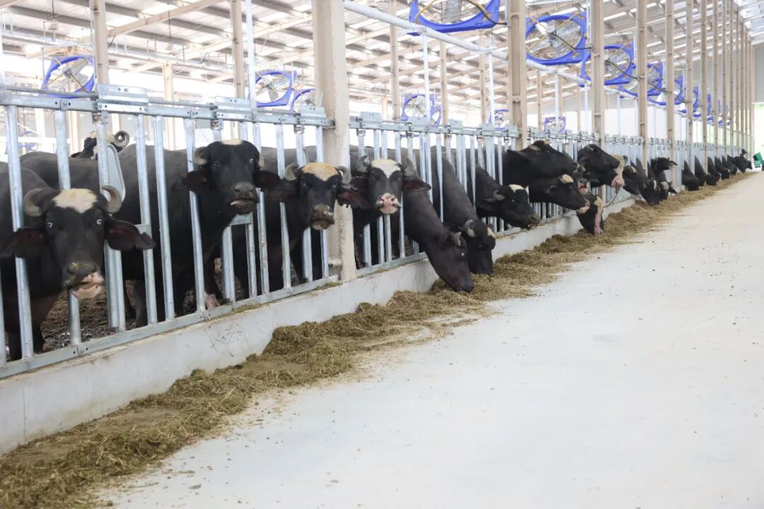 广西水牛研究所上思县国际合作水牛繁育研究基地再进新牛(图2)