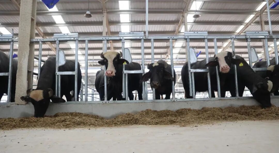 广西水牛研究所上思县国际合作水牛繁育研究基地再进新牛(图3)