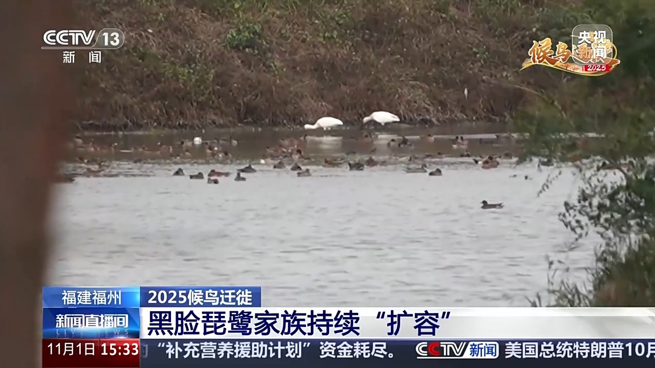 丨“自带饭勺”的小鸟连续3年光顾鸟届越冬驿站实现生态升级杏彩体育平台(图1)