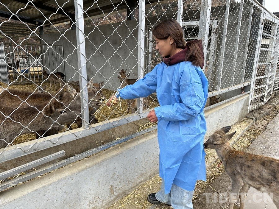 【牢记嘱托共建美丽新西藏】娘蒲乡样本：一只梅花鹿“驮”起的乡村振兴链(图4)