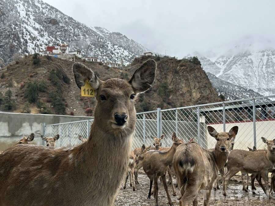 【牢记嘱托共建美丽新西藏】娘蒲乡样本：一只梅花鹿“驮”起的乡村振兴链(图1)