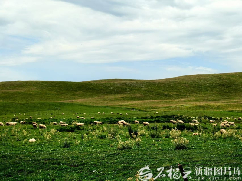 杏彩体育祖国大家庭的温暖丨牧区转型走出双赢路(图1)