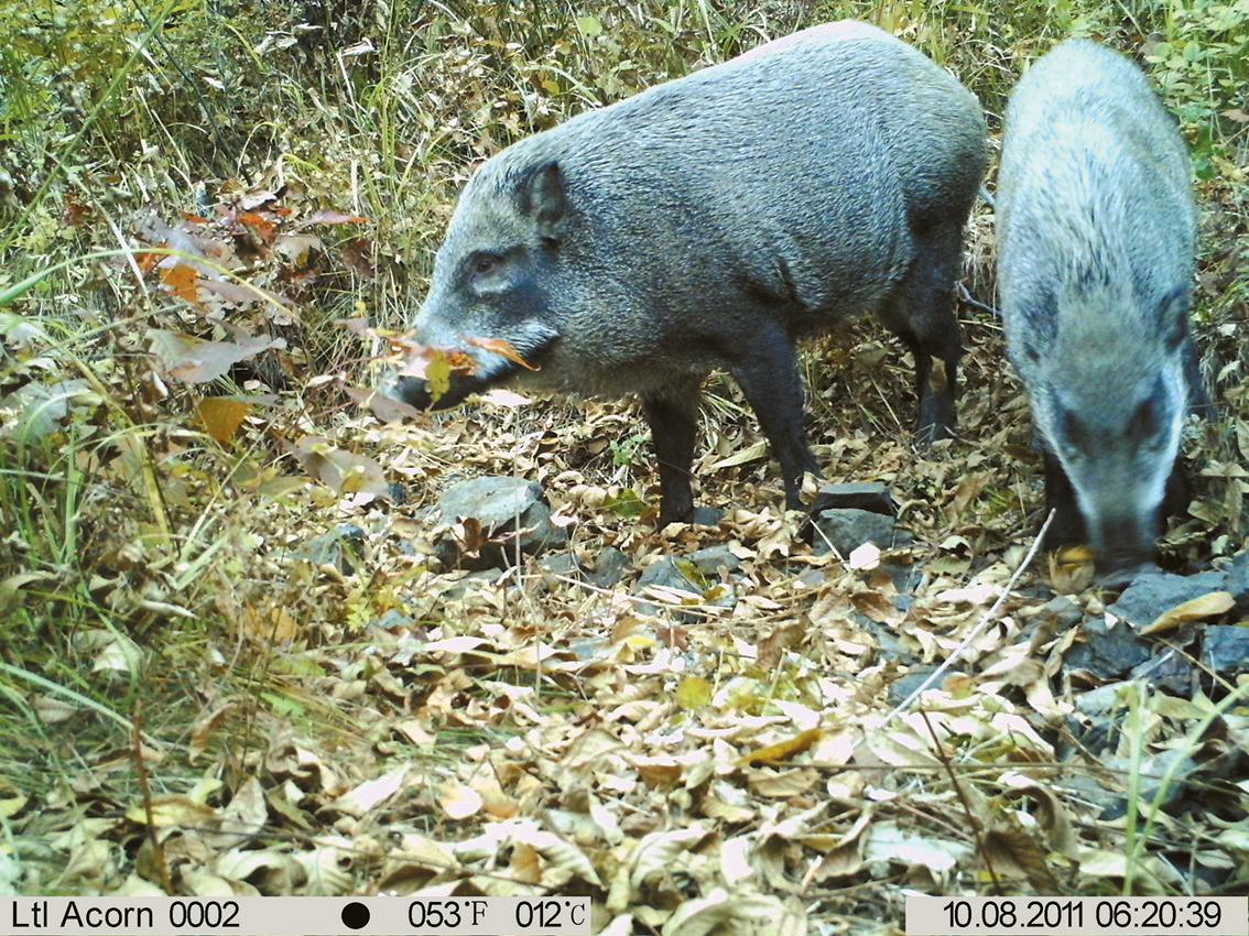 “闻着味就来了”野猪把红薯地拱个遍(图1)