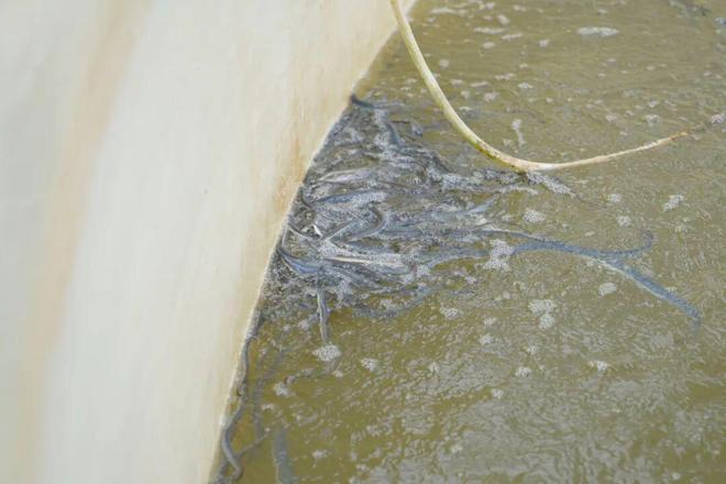 看奉城水产养殖业的现代化“变身记”→杏彩体育(图7)