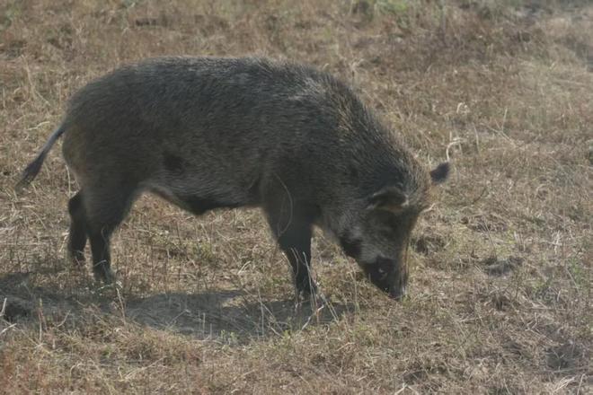 密云村民夜间偶遇野猪游泳渡河(图1)