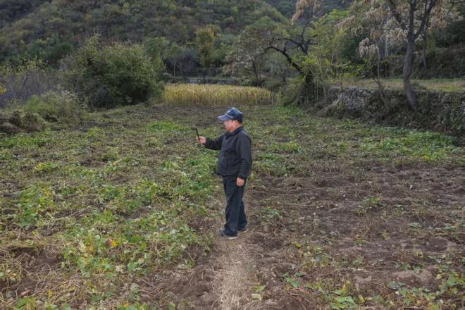 密云村民夜间偶遇野猪游泳渡河(图2)