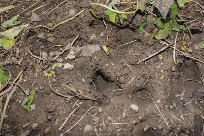 密云村民夜间偶遇野猪游泳渡河(图3)