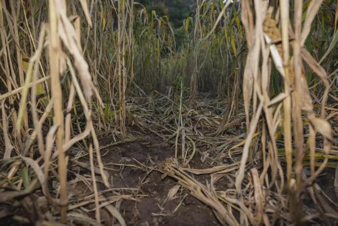 密云村民夜间偶遇野猪游泳渡河(图4)