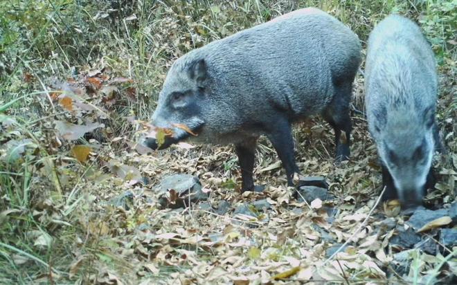 密云村民夜间偶遇野猪游泳渡河(图5)