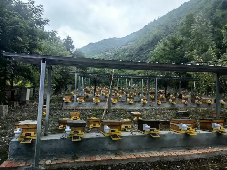 舟曲县:林区党建“点绿生金”(图2)