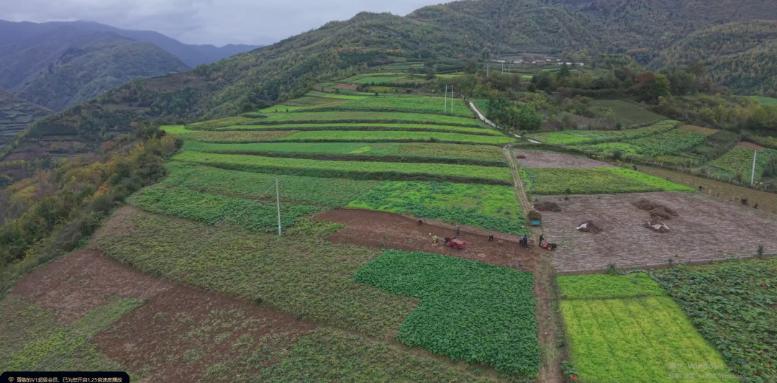 舟曲县:林区党建“点绿生金”(图3)