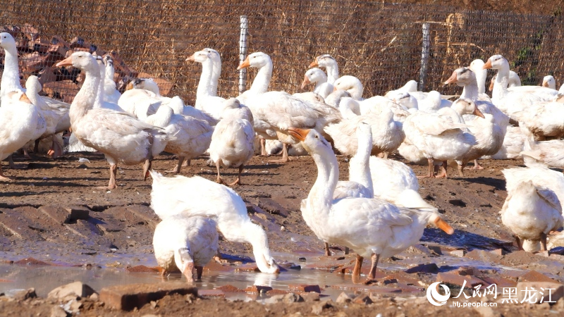 行进中国丨林区“鹅鸣”(图1)