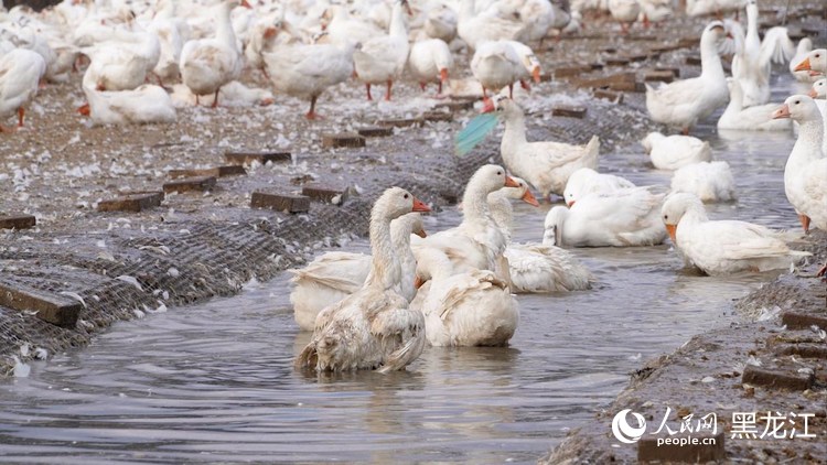 行进中国丨林区“鹅鸣”(图3)