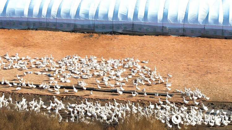 行进中国丨林区“鹅鸣”(图4)