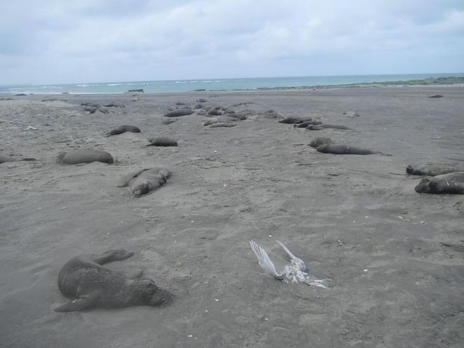 禽流感肆虐加拿大致1500万只家禽死亡已出现传人现象(图7)