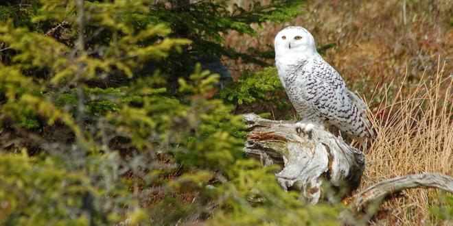 禽流感肆虐加拿大致1500万只家禽死亡已出现传人现象(图1)