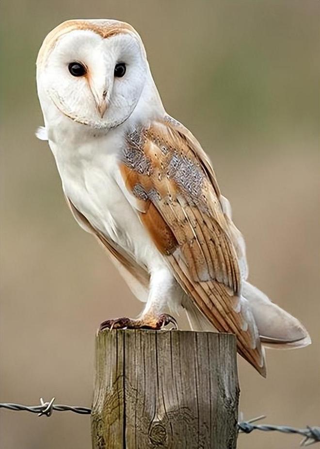 禽流感肆虐加拿大致1500万只家禽死亡已出现传人现象(图10)