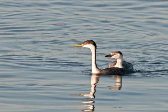 禽流感肆虐加拿大致1500万只家禽死亡已出现传人现象(图2)