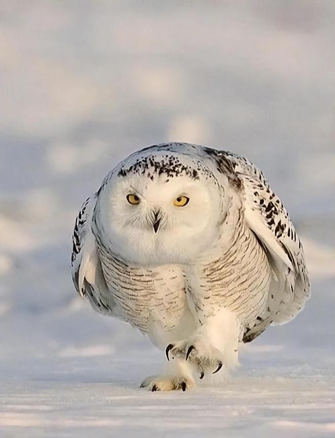 禽流感肆虐加拿大致1500万只家禽死亡已出现传人现象(图13)