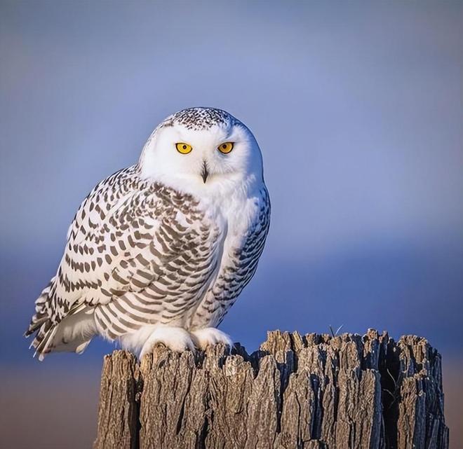 禽流感肆虐加拿大致1500万只家禽死亡已出现传人现象(图12)