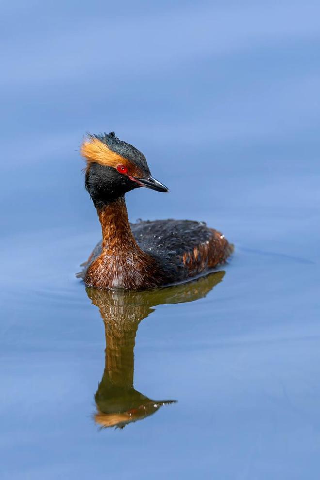 禽流感肆虐加拿大致1500万只家禽死亡已出现传人现象(图11)