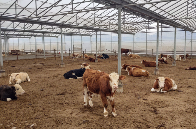 打造肉牛全产业链“蒙城黄牛”品牌享誉全国(图1)