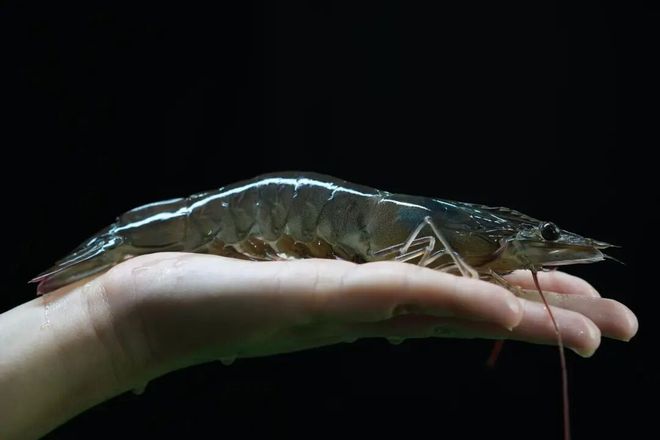 绵竹“造海”养出可生食对虾!一小时直达成德绵餐桌杏彩体育平台(图2)