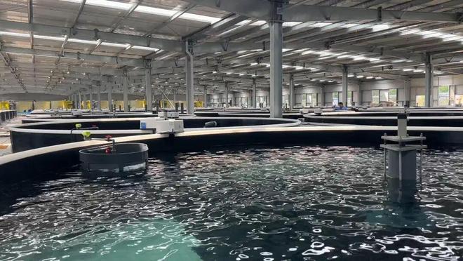 绵竹“造海”养出可生食对虾!一小时直达成德绵餐桌杏彩体育平台(图1)