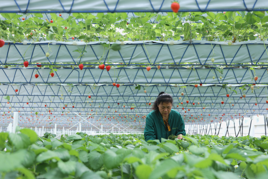走在前挑大梁·非凡“十四五”丨“农”墨重彩绘华章——回眸“十四五”·喜看新变化之乡村振兴篇(图3)