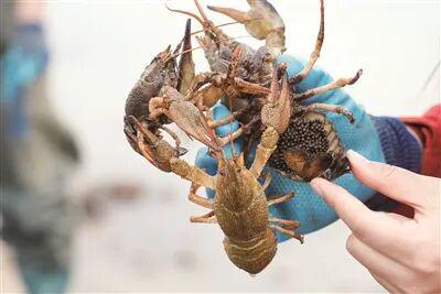 杏彩体育“北繁南养”结硕果额河螯虾“跃”进全国大市场(图1)