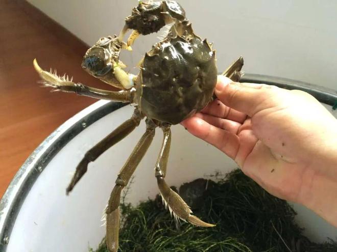 大部分蟹卡杏彩体育不是阳澄湖大闸蟹(图1)