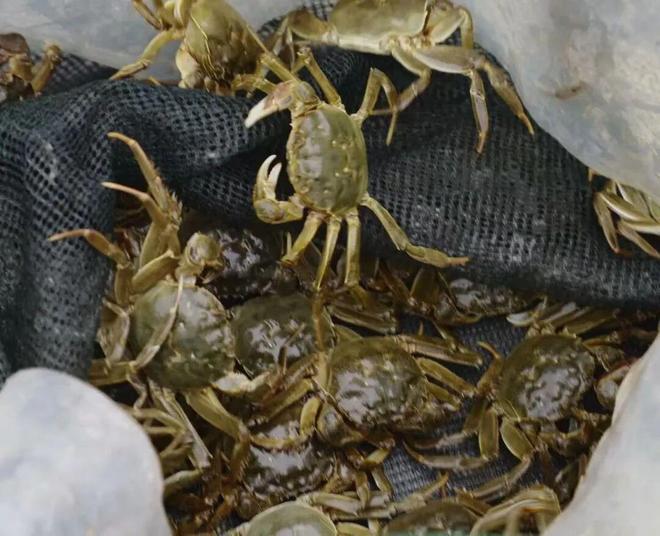 大部分蟹卡杏彩体育不是阳澄湖大闸蟹(图2)