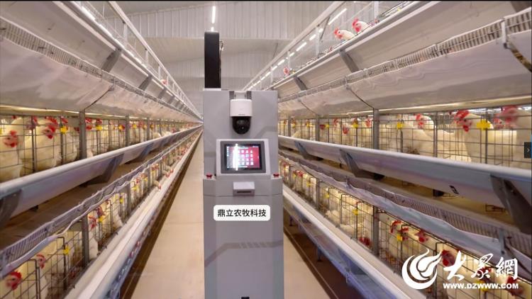 【烟台肉鸡四十载】智慧养鸡、生态农牧看鼎立！(图6)
