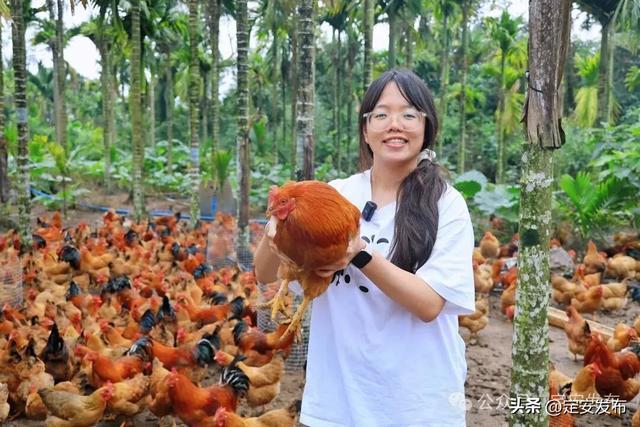 省媒看定安丨定安返乡创业的“90后杏彩体育平台”“00后”：林下养鸡“云上”圈粉(图1)