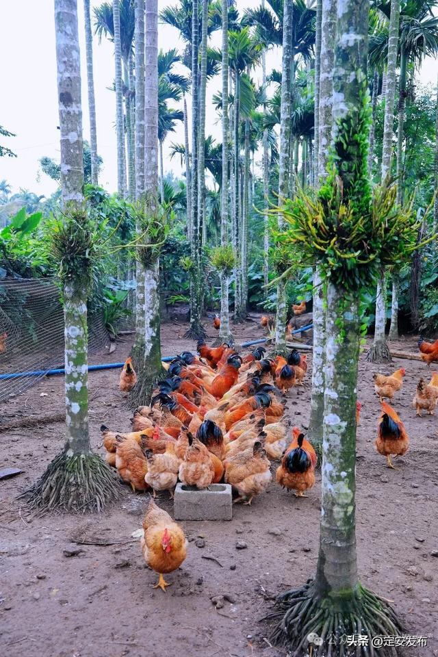 省媒看定安丨定安返乡创业的“90后杏彩体育平台”“00后”：林下养鸡“云上”圈粉(图2)
