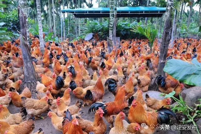省媒看定安丨定安返乡创业的“90后杏彩体育平台”“00后”：林下养鸡“云上”圈粉(图4)