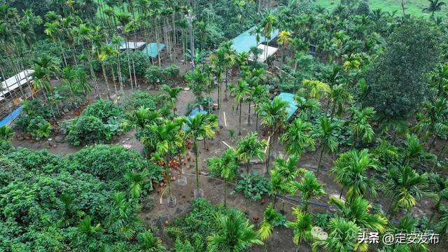 省媒看定安丨定安返乡创业的“90后杏彩体育平台”“00后”：林下养鸡“云上”圈粉(图3)