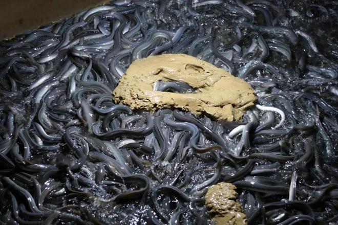 喜报！天马科技杏彩体育集团入选“2025福建省农业产业化龙头企业100强”(图4)