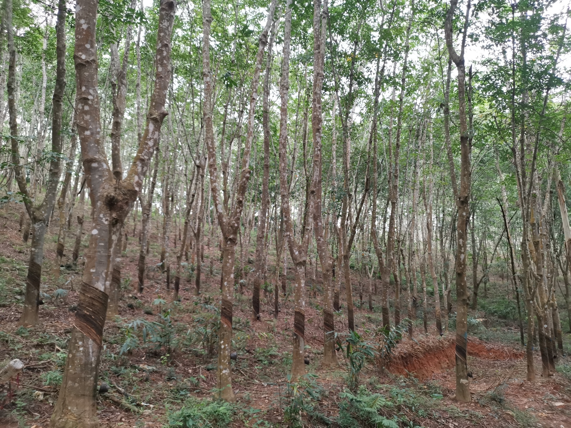 远山的回响丨黎乡焕彩：从闭塞山野到文旅胜地的跨越(图8)