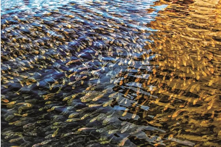 一尾黄鱼“链”就金色传奇(图1)