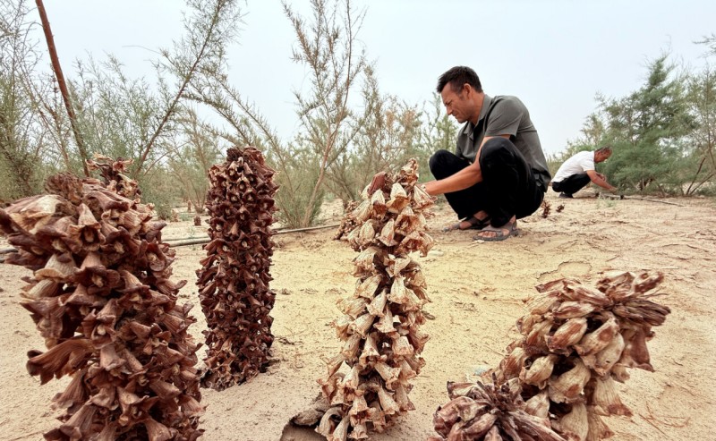 锁边合龙一周年丨从“死亡之海”到“财富绿洲”看塔克拉玛干如何点沙成金(图5)