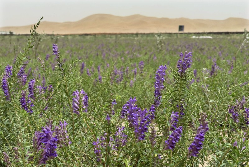 锁边合龙一周年丨从“死亡之海”到“财富绿洲”看塔克拉玛干如何点沙成金(图6)
