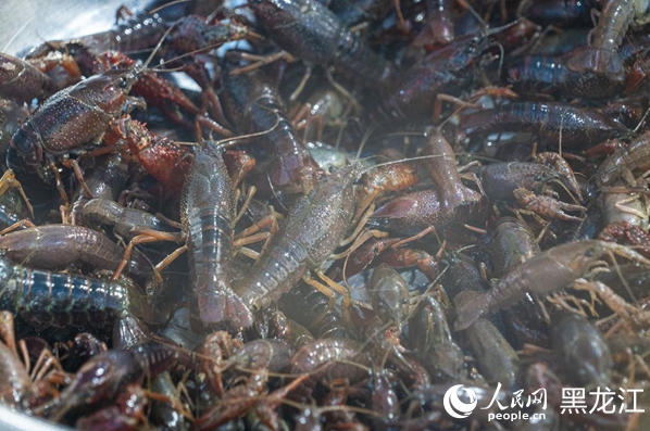 铁力“虾稻共养”育出富民产业寒地小龙虾错峰上市效益显著(图2)