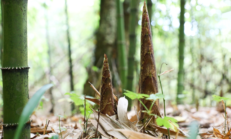 贵州桐梓：特色产业遍地开花乡村振兴蓬勃发展(图5)